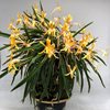 Neofinetia falcata yubae 夕映 Япония